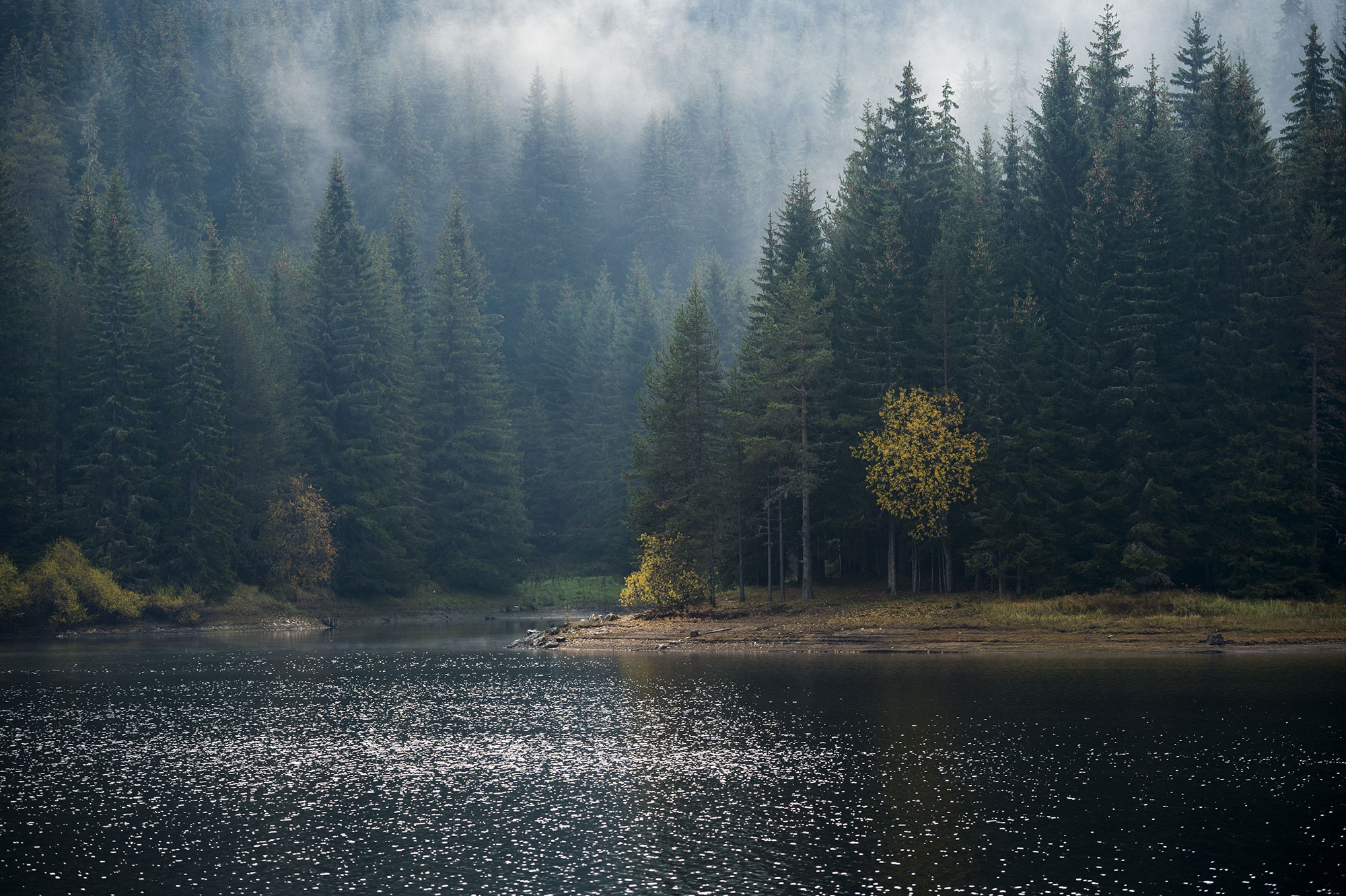 ein See umgeben von Wald